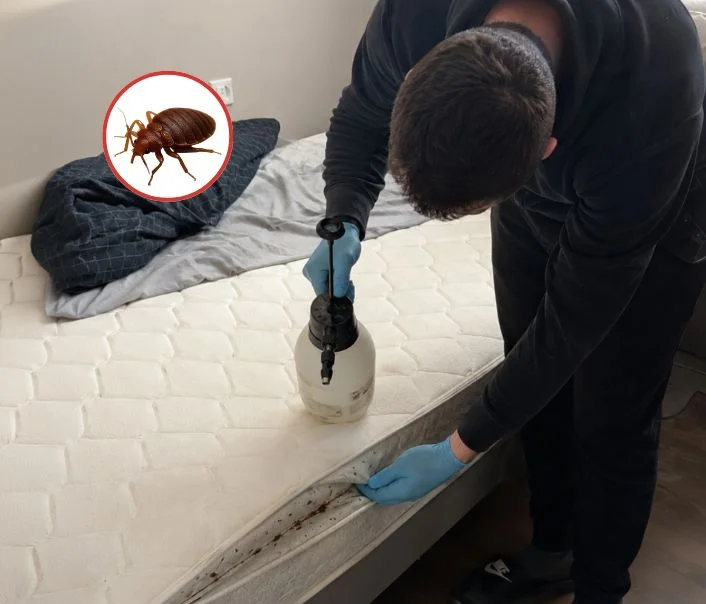 Technicien traitant un matelas contre les punaises de lit à Rosny-sur-Seine
